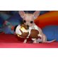 Chihuahua kurzhaariger Schlag Welpen - Rüde