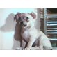 Chihuahua kurzhaariger Schlag Welpen - Rüde