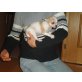 Chihuahua kurzhaariger Schlag Welpen - Rüde