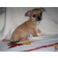 Chihuahua kurzhaariger Schlag Welpen - Rüde