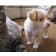 Chihuahua kurzhaariger Schlag Welpen - Rüde