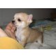Chihuahua kurzhaariger Schlag Welpen - Rüde