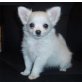 Chihuahua kurzhaariger Schlag Welpen - Rüde