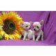 Chihuahua kurzhaariger Schlag Welpen - Rüde