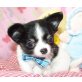 Chihuahua kurzhaariger Schlag Welpen - Rüde