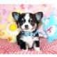 Chihuahua kurzhaariger Schlag Welpen - Rüde