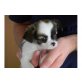 Chihuahua kurzhaariger Schlag Welpen - Rüde