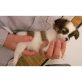 Chihuahua kurzhaariger Schlag Welpen - Rüde