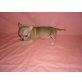 Chihuahua kurzhaariger Schlag Welpen - Rüde