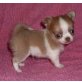 Chihuahua kurzhaariger Schlag Welpen - Rüde