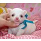 Chihuahua kurzhaariger Schlag Welpen - Rüde