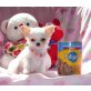 Chihuahua kurzhaariger Schlag Welpen - Rüde