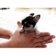 Chihuahua kurzhaariger Schlag Welpen - Rüde