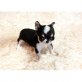Chihuahua kurzhaariger Schlag Welpen - Rüde
