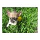 Chihuahua kurzhaariger Schlag Welpen - Rüde