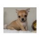 Chihuahua kurzhaariger Schlag Welpen - Rüde