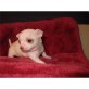 Chihuahua kurzhaariger Schlag Welpen - Rüde