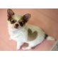 Chihuahua kurzhaariger Schlag Welpen - Rüde