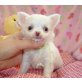 Chihuahua kurzhaariger Schlag Welpen - Rüde