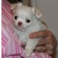 Chihuahua kurzhaariger Schlag Welpen - Rüde