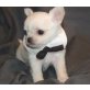 Chihuahua kurzhaariger Schlag Welpen - Rüde