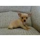 Chihuahua kurzhaariger Schlag Welpen - Rüde