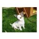 Chihuahua kurzhaariger Schlag Welpen - Rüde