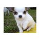 Chihuahua kurzhaariger Schlag Welpen - Rüde