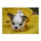 Chihuahua kurzhaariger Schlag Welpen - Rüde