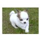 Chihuahua kurzhaariger Schlag Welpen - Rüde