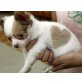 Chihuahua kurzhaariger Schlag Welpen - Rüde