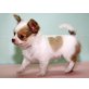 Chihuahua kurzhaariger Schlag Welpen - Rüde