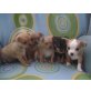 Chihuahua kurzhaariger Schlag Welpen - Rüde