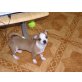 Chihuahua kurzhaariger Schlag Welpen - Rüde