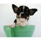 Chihuahua kurzhaariger Schlag Welpen - Rüde