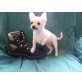 Chihuahua kurzhaariger Schlag Welpen - Rüde
