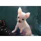 Chihuahua kurzhaariger Schlag Welpen - Rüde