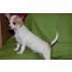 Chihuahua kurzhaariger Schlag Welpen - Rüde