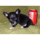 Chihuahua kurzhaariger Schlag Welpen - Rüde