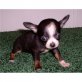 Chihuahua kurzhaariger Schlag Welpen - Rüde