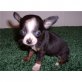 Chihuahua kurzhaariger Schlag Welpen - Rüde