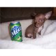 Chihuahua kurzhaariger Schlag Welpen - Rüde
