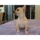 Chihuahua kurzhaariger Schlag Welpen - Rüde
