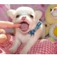 Chihuahua kurzhaariger Schlag Welpen - Rüde