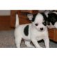 Chihuahua kurzhaariger Schlag Welpen - Rüde