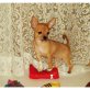 Chihuahua kurzhaariger Schlag Welpen - Rüde