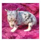 Chihuahua kurzhaariger Schlag Welpen - Rüde