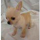 Chihuahua kurzhaariger Schlag Welpen - Rüde