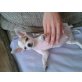 Chihuahua kurzhaariger Schlag Welpen - Rüde