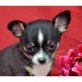 Chihuahua kurzhaariger Schlag Welpen - Rüde